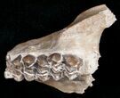 Oligocene Camel (Poebrotherium) Jaw Section #10540-1